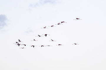 Flock of flamingos in flight
