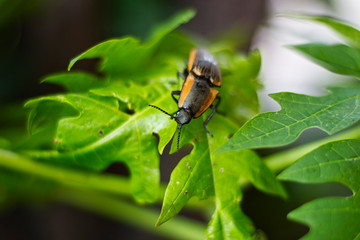 insect on a flower