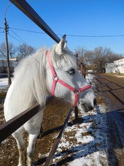portrait of a white horse in a pink halter