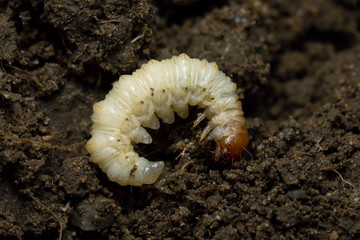 Ghost moth, Hepialus humuli larva on soil