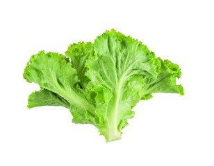 Salad leaf Lettuce isolated on white background