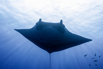 Oceanic Manta Ray Soaring