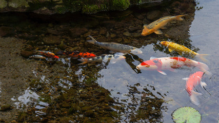 Koi fish in the pond
