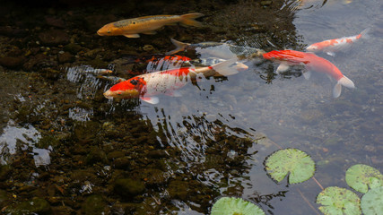 Koi fish in the pond
