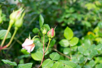 Obraz na płótnie Canvas Pink rosebuds in the park
