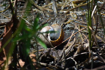 Obraz premium Snail at Grassy Waters
