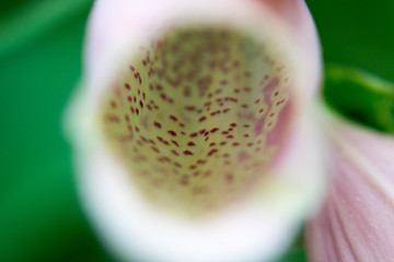 Detail of the interior of a foxglove flower © Maria