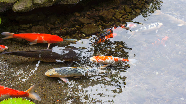 Koi Fish In The Pond