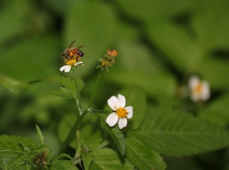 Bee hovering over an orange and white flower trying to get pollen with a nice green background