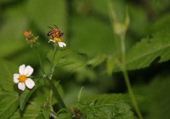 Obraz premium Bee hovering over an orange and white flower trying to get pollen with a nice green background