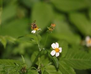 Bee hovering over an orange and white flower trying to get pollen with a nice green background