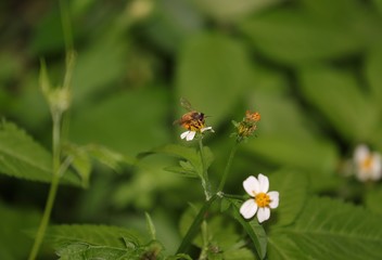 Obraz premium Bee hovering over an orange and white flower trying to get pollen with a nice green background