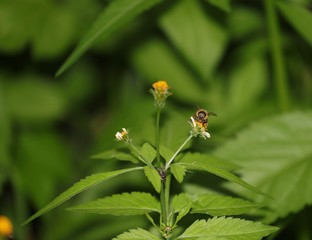 Bee hovering over an orange and white flower trying to get pollen with a nice green background