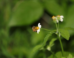 Bee hovering over an orange and white flower trying to get pollen with a nice green background