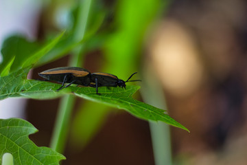 insect on a green plant