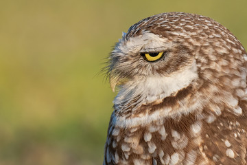 A closeup portrait of a Burrowing Owl.