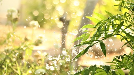 Obraz premium green plants with rainfall.