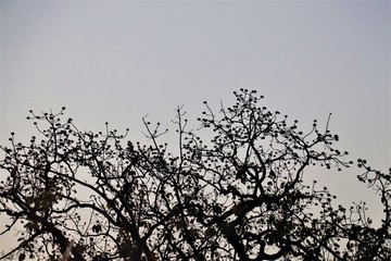 Fototapeta premium black trees with sky at evening ambiance.