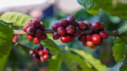 red robusta coffee fruits on a coffee tree trunk
