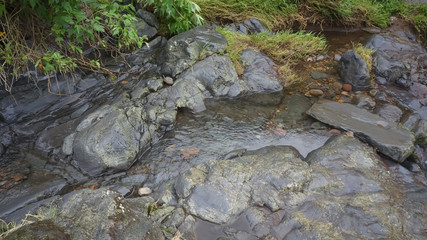 clear water flowing in a small river in the forest