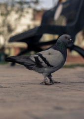 pigeon on the bridge