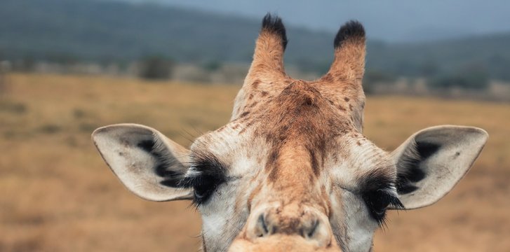close up to a giraffe in the park