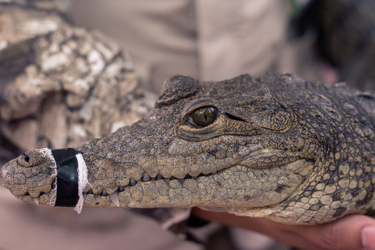 close up of a little crocodile