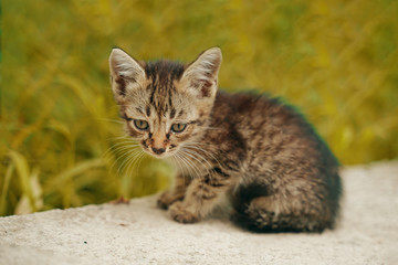 Naklejka na ściany i meble The stray kitten. The tabby is alone on the street, hungry and lonely.