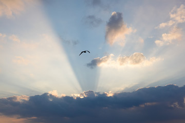 Fototapeta na wymiar A seagull flys towards the clouds during sunset