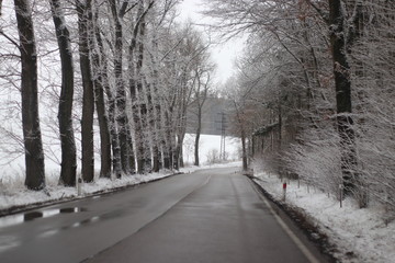 Icy road in a snowy forest