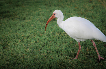 Obraz premium North America White Ibis