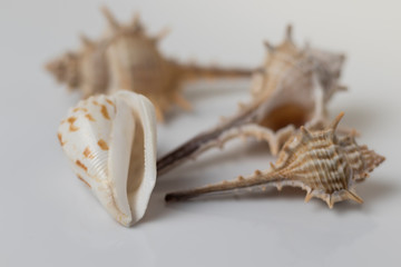 Bodegón de conchas de mar. Naturaleza muerta.