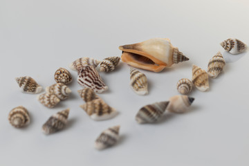 Bodegón de conchas de mar. Naturaleza muerta.