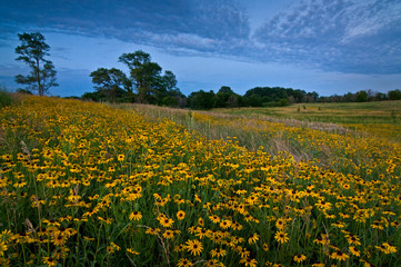 Fototapeta na wymiar Black-eyed susan native wildflowers blooming en masse on a midwest summer prairie.