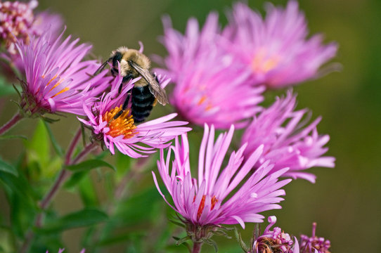 A bumblebee pollinates the blooms of wild asters on a Midwest prairie on a summer day.