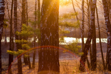 Picturesque birch grove during sunset, optical sun glare