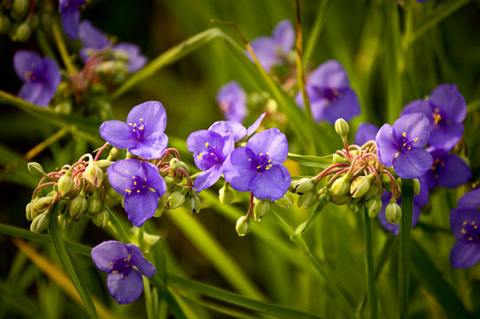 A native Illinois wildflower, spiderwort blooms on the summer prairie.