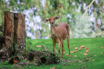 Deer in the woods 