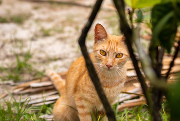 Gato anaranjado escondido entre los arbustos
