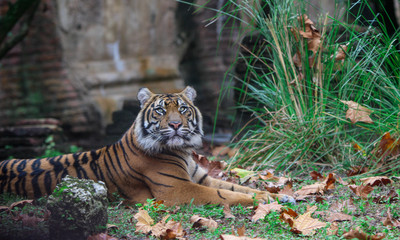 Fototapeta na wymiar Tiger Laying Down at the Zoo