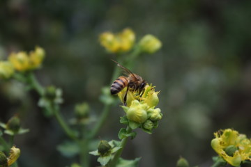 Bee