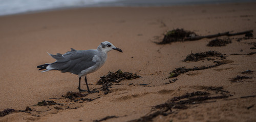 Bird On The Beach