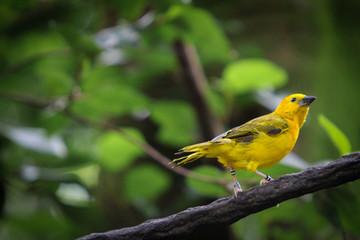 Yellow bird in the Forest 