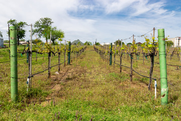 Rows of grapevines sprouting leaves