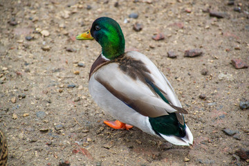 Duck near the lake in a city.