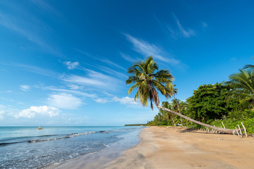 Coconut trees on the peaceful and beautiful beach of Japaratinga, Maragogi, Alagoas, Brazil on April 6, 2019