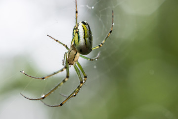 Colorful spider hanging on the spiderweb