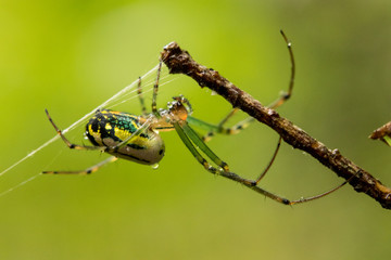 Colorful spider grabbing to a branch