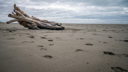 Beach still with deserted tree trunk during overcast day, shot on New Brighton Beach, Christchurch, New Zealand