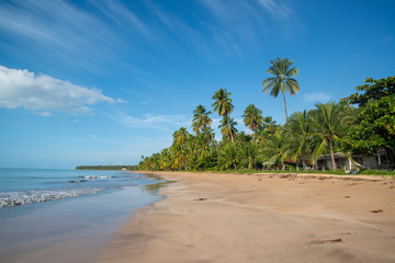 Coconut trees on the peaceful and beautiful beach of Japaratinga, Maragogi, Alagoas, Brazil on April 6, 2019